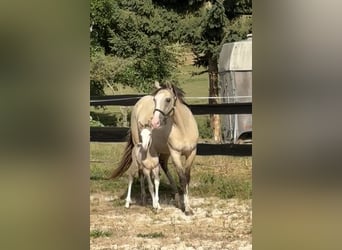 Cheval de Sport Belge Croisé, Jument, Poulain (07/2026), 156 cm, Grullo