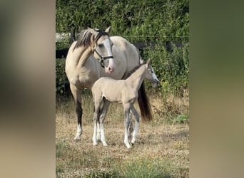 Cheval de Sport Belge Croisé, Jument, Poulain (07/2026), 156 cm, Grullo