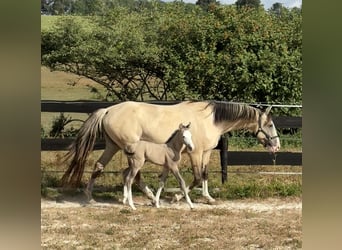 Cheval de Sport Belge Croisé, Jument, Poulain (07/2026), 156 cm, Grullo