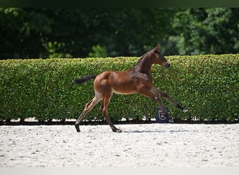 Cheval de Sport Belge, Jument, Poulain (06/2025), Bai