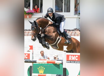 Cheval de sport espagnol, Inconnu, Embryon