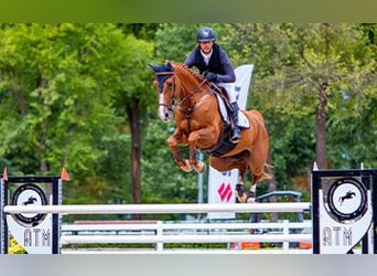 Cheval de sport espagnol, Inconnu, Embryon