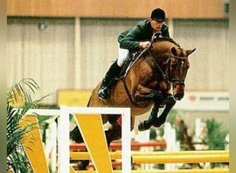 Cheval de sport espagnol, Inconnu, Embryon