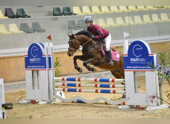 Cheval de sport espagnol, Étalon, 10 Ans, 155 cm, Bai