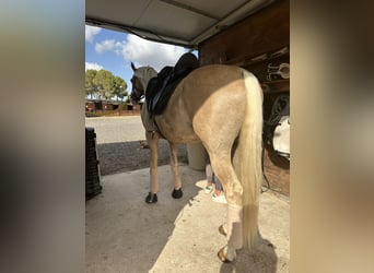 Cheval de sport espagnol, Étalon, 10 Ans, 167 cm, Palomino