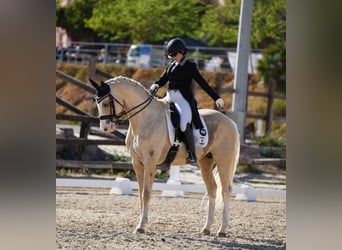 Cheval de sport espagnol, Étalon, 10 Ans, 167 cm, Palomino