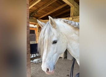 Cheval de sport espagnol, Étalon, 11 Ans, 155 cm, Gris