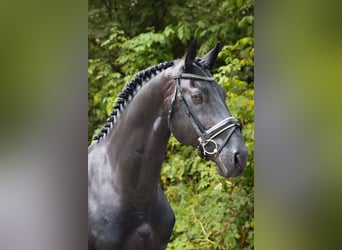 Cheval de sport espagnol, Étalon, 11 Ans, 164 cm, Noir