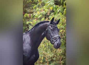 Cheval de sport espagnol, Étalon, 11 Ans, 164 cm, Noir