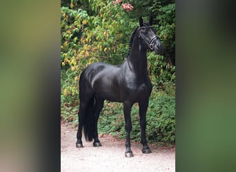 Cheval de sport espagnol, Étalon, 11 Ans, 164 cm, Noir