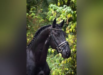 Cheval de sport espagnol, Étalon, 11 Ans, 164 cm, Noir
