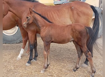 Cheval de sport espagnol, Étalon, 1 Année, 120 cm, Bai