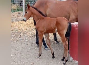 Cheval de sport espagnol, Étalon, 1 Année, 120 cm, Bai