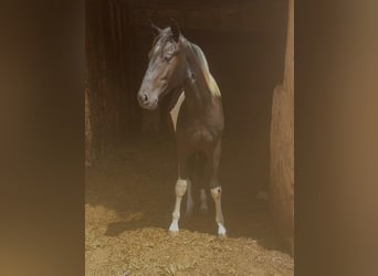 Cheval de sport espagnol, Étalon, 1 Année, 140 cm, Pinto