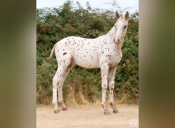 Cheval de sport espagnol, Étalon, 1 Année, 150 cm, Léopard