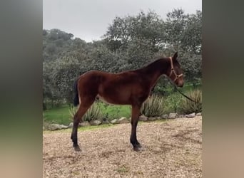 Cheval de sport espagnol Croisé, Étalon, 1 Année, 165 cm, Bai