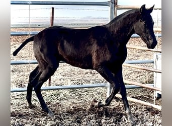 Cheval de sport espagnol, Étalon, 1 Année, 165 cm