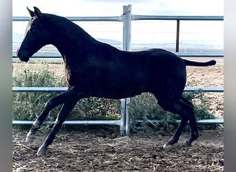Cheval de sport espagnol, Étalon, 1 Année, 165 cm