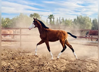 Cheval de sport espagnol, Étalon, 1 Année, 170 cm, Bai