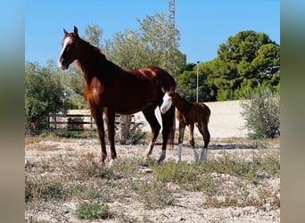 Cheval de sport espagnol, Étalon, 1 Année, 170 cm, Bai