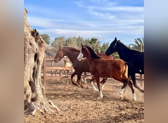 Cheval de sport espagnol, Étalon, 1 Année, 170 cm, Bai