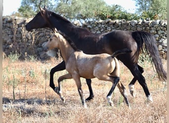 Cheval de sport espagnol, Étalon, 1 Année, Buckskin