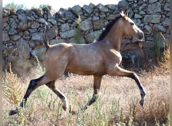 Cheval de sport espagnol, Étalon, 1 Année, Buckskin