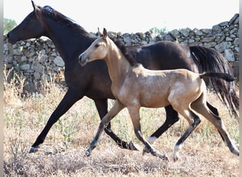 Cheval de sport espagnol, Étalon, 1 Année, Buckskin