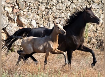Cheval de sport espagnol, Étalon, 1 Année, Buckskin