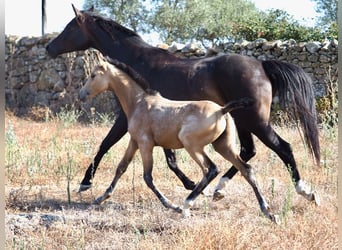 Cheval de sport espagnol, Étalon, 1 Année, Buckskin