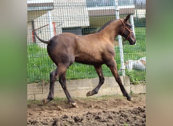 Cheval de sport espagnol, Étalon, 1 Année, Noir