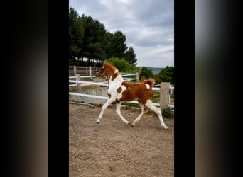 Cheval de sport espagnol, Étalon, 1 Année, Pinto