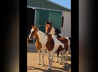 Cheval de sport espagnol, Étalon, 1 Année, Pinto