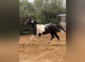 Cheval de sport espagnol, Étalon, 2 Ans, 150 cm, Pinto