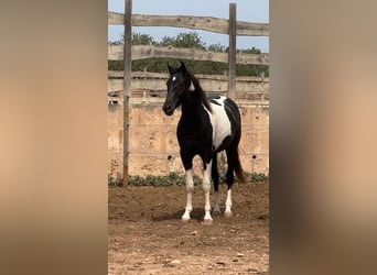 Cheval de sport espagnol, Étalon, 2 Ans, 150 cm, Pinto