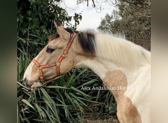 Cheval de sport espagnol, Étalon, 2 Ans, 157 cm, Pinto