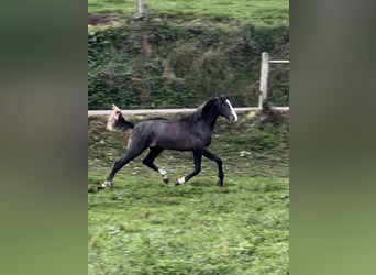 Cheval de sport espagnol, Étalon, 2 Ans, 160 cm, Gris