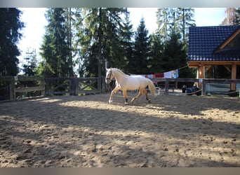 Cheval de sport espagnol, Étalon, 2 Ans, 167 cm, Palomino