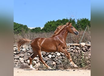 Cheval de sport espagnol, Étalon, 2 Ans, 170 cm, Alezan