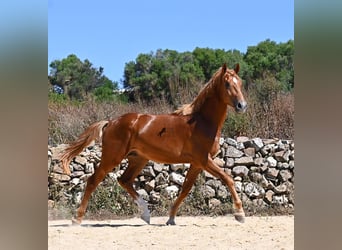 Cheval de sport espagnol, Étalon, 2 Ans, 170 cm, Alezan