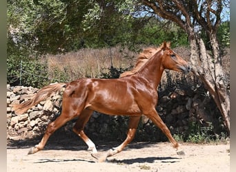 Cheval de sport espagnol, Étalon, 2 Ans, 170 cm, Alezan