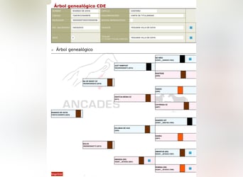 Cheval de sport espagnol, Étalon, 2 Ans