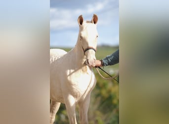 Cheval de sport espagnol, Étalon, 2 Ans, Perle