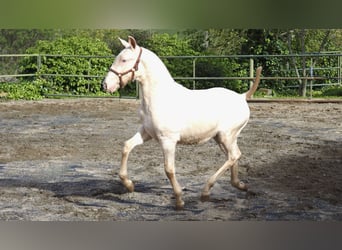 Cheval de sport espagnol, Étalon, 2 Ans, Perle