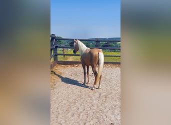 Cheval de sport espagnol, Étalon, 3 Ans, 148 cm, Blanc