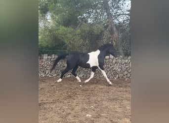 Cheval de sport espagnol, Étalon, 3 Ans, 150 cm, Pinto