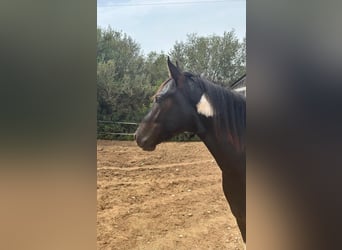 Cheval de sport espagnol, Étalon, 3 Ans, 150 cm, Pinto