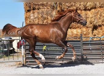 Cheval de sport espagnol, Étalon, 3 Ans, 153 cm, Alezan brûlé