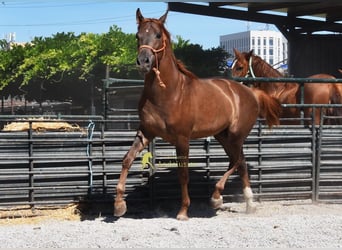 Cheval de sport espagnol, Étalon, 3 Ans, 153 cm, Alezan brûlé