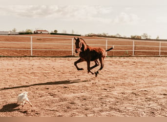 Cheval de sport espagnol, Étalon, 3 Ans, 155 cm, Bai